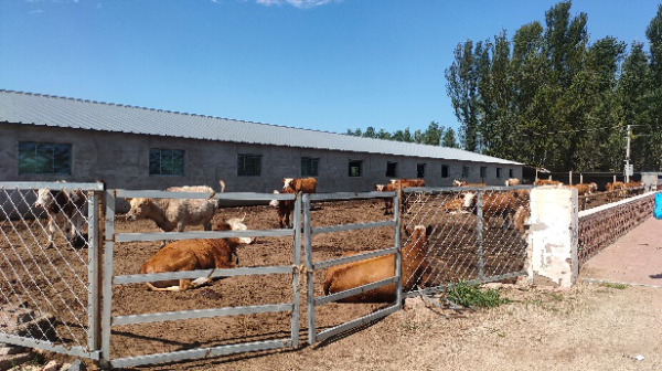 赤峰養(yǎng)牛架子廠家電話地址查詢-第1張圖片