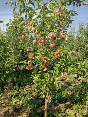 赤峰速生楊苗種植基地電話號(hào)碼-第1張圖片