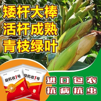 赤峰苞谷種子基地電話號碼-第1張圖片