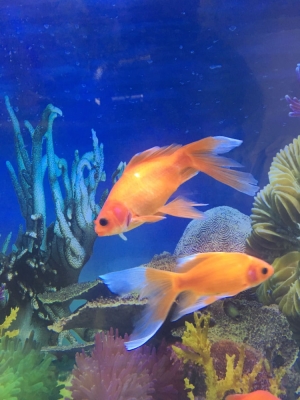 赤峰天道水族館電話地址查詢-第1張圖片