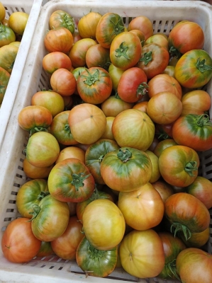 赤峰番茄之鄉(xiāng)-第1張圖片