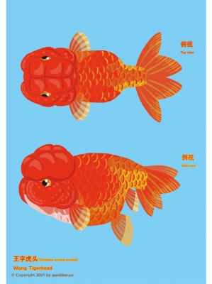 赤峰金魚攝影電話多少啊-第1張圖片