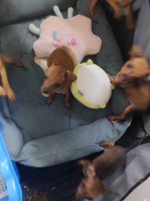 赤峰寵物狗售賣(mài)電話(huà)地址查詢(xún)-第1張圖片