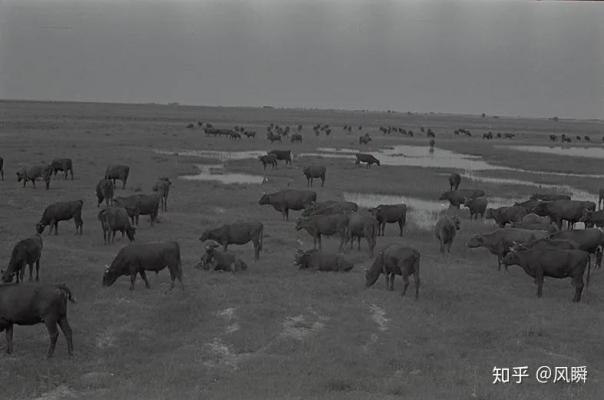 赤峰牛棚出租電話號(hào)碼查詢地址-第1張圖片