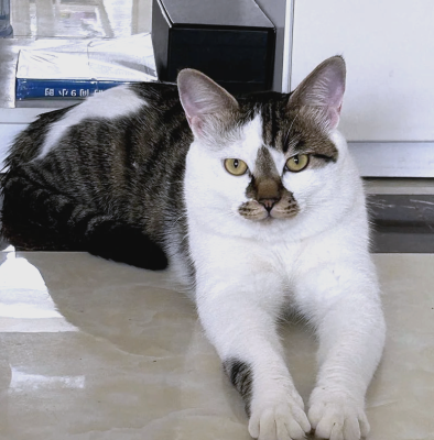 赤峰尋貓團(tuán)隊(duì)電話地址查詢號(hào)碼-第1張圖片