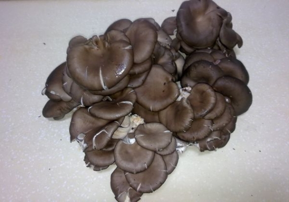 赤峰黑蘑菇種植基地電話號(hào)碼-第1張圖片