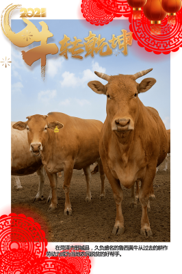 赤峰黑牛養(yǎng)殖基地地址電話號碼-第1張圖片