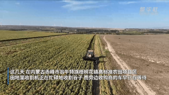 內(nèi)蒙古赤峰花生收購電話號碼-第1張圖片