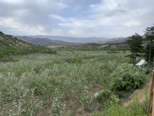 赤峰玉米采摘園電話多少號-第1張圖片