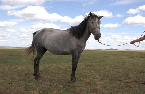 赤峰馬匹交易市場(chǎng)-第1張圖片