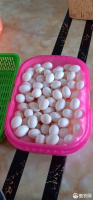 赤峰賣鴿子蛋電話多少啊-第1張圖片