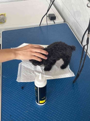 赤峰芭比寵物店地址電話(huà)號(hào)碼-第1張圖片