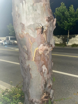 赤峰天意牛雜店電話號(hào)碼多少-第1張圖片