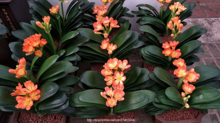 赤峰花卉垃圾場地址電話號碼-第1張圖片