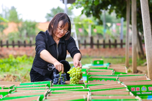赤峰葡萄種植戶電話多少號-第1張圖片