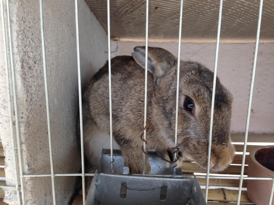 赤峰附近兔子市場(chǎng)電話號(hào)碼多少-第1張圖片