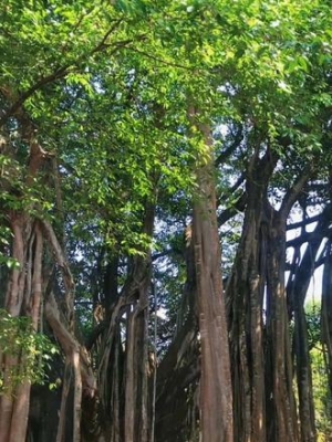赤峰賣鳳尾竹店電話號(hào)碼-第1張圖片