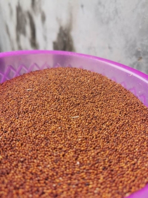 赤峰艾葉批發(fā)電話地址在哪里-第1張圖片