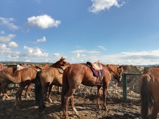 赤峰景區(qū)騎馬宰客電話是多少號-第1張圖片