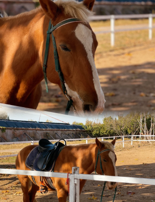 赤峰哪里有楓葉林-第1張圖片