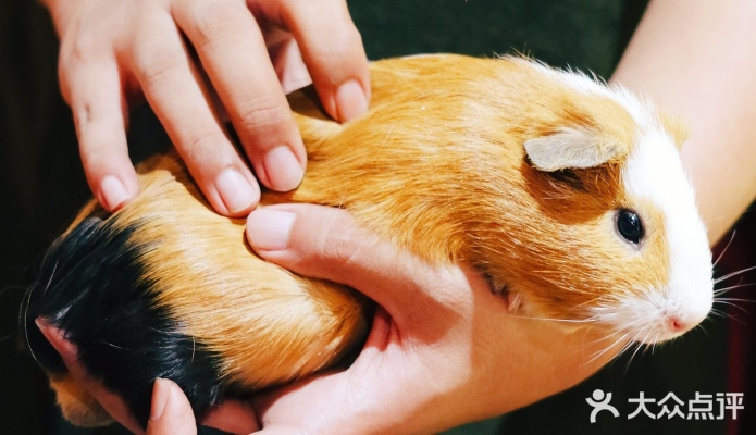 赤峰佳貝萌寵樂園電話號碼-第1張圖片