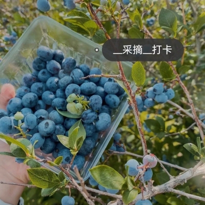 赤峰市藍莓采摘園電話號碼-第1張圖片