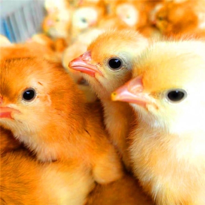 赤峰雞場(chǎng)孵化養(yǎng)殖場(chǎng)電話號(hào)碼-第1張圖片