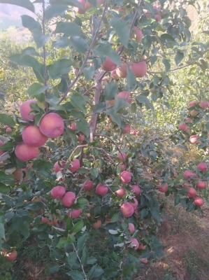 赤峰煙冠蘋果批發(fā)電話號碼-第1張圖片