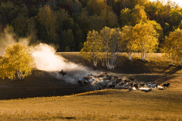 赤峰草原攝影網(wǎng)地址電話號碼-第1張圖片