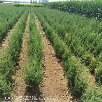 赤峰小杯沙地柏出售電話號(hào)碼-第1張圖片