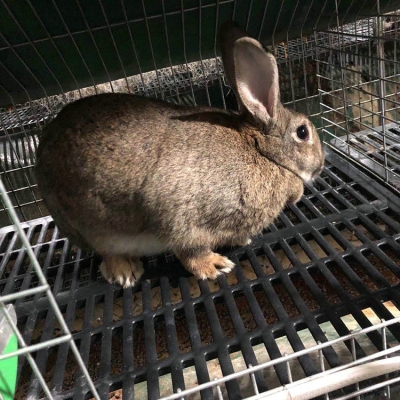 赤峰出售肉兔基地電話號(hào)碼-第1張圖片