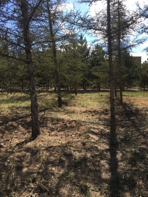 赤峰林西溜冰場電話號碼-第1張圖片