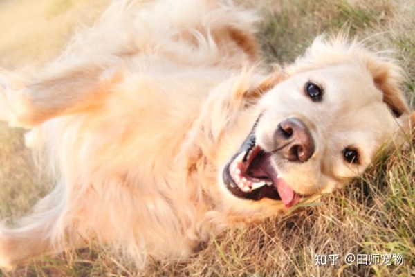 赤峰狗狗剪毛店電話號碼多少-第1張圖片