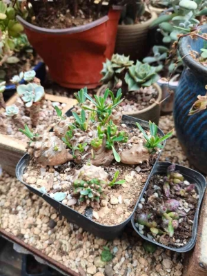 赤峰市大板花店電話號(hào)碼查詢-第1張圖片