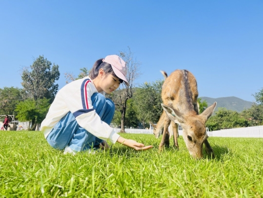 赤峰小鹿營地電話多少號-第1張圖片