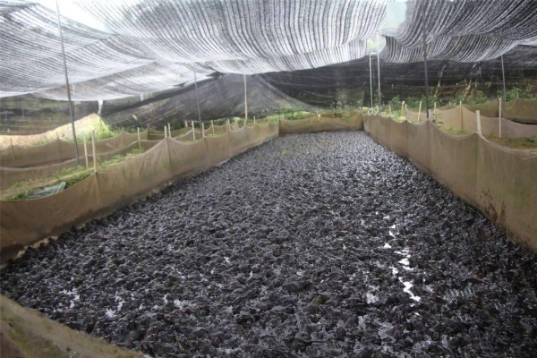 赤峰牛蛙養(yǎng)殖場地址電話號碼-第1張圖片