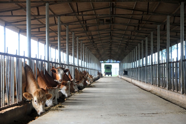 赤峰養(yǎng)牛牧場(chǎng)地址電話查詢號(hào)碼-第1張圖片