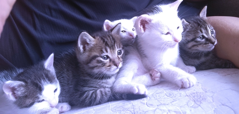 赤峰個(gè)人寵物貓市場電話號碼-第1張圖片