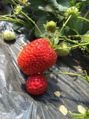 赤峰紅山水庫采摘園電話號碼-第1張圖片