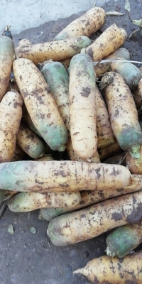 赤峰黃胡蘿卜批發(fā)電話號碼-第1張圖片