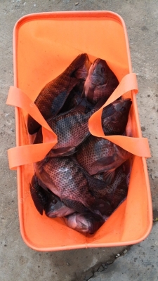 赤峰櫻桃溝釣魚(yú)場(chǎng)電話號(hào)碼-第1張圖片