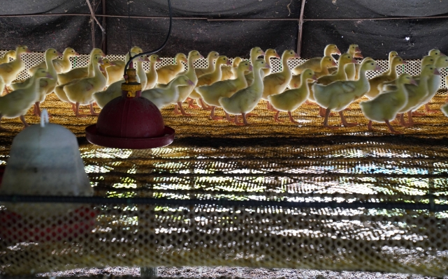 赤峰大鵝養(yǎng)殖出售電話號碼-第1張圖片