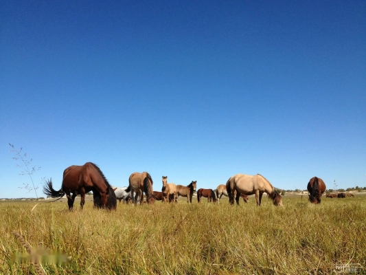 赤峰附近花田農(nóng)家院電話號(hào)碼-第1張圖片