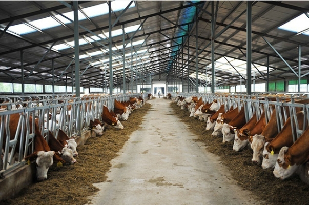 赤峰大板養(yǎng)牛戶電話號(hào)碼查詢-第1張圖片