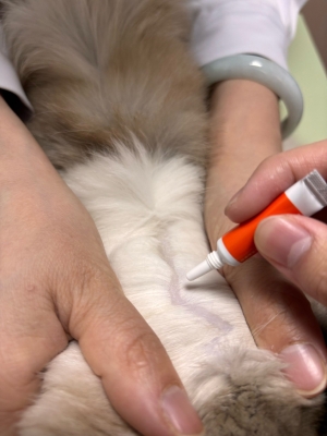 赤峰市寵物店地址-第1張圖片