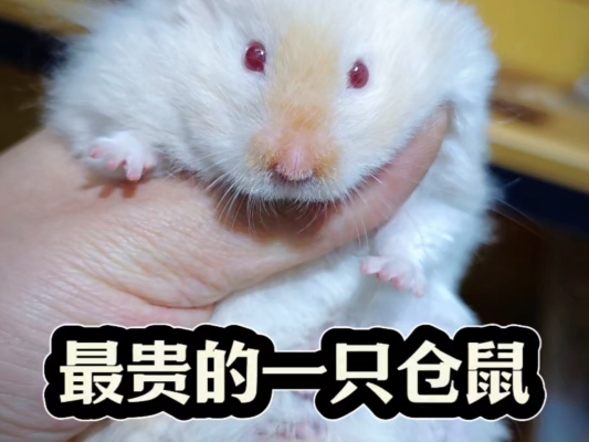 赤峰寵物店金絲鼠電話號(hào)碼-第1張圖片