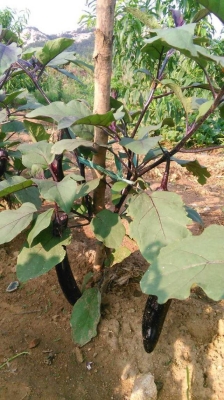 赤峰田園生活小院地址電話號(hào)碼-第1張圖片