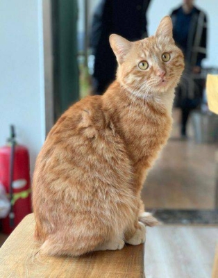 赤峰貓咪配對公司電話地址查詢-第1張圖片