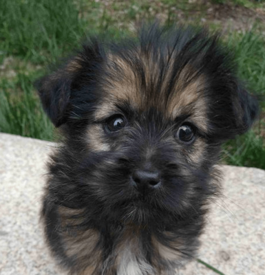 赤峰土狗售賣電話號(hào)碼查詢地址-第1張圖片