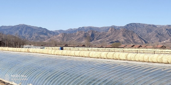 赤峰楊西紅柿種植基地電話號(hào)碼-第1張圖片